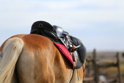 View of horse riding