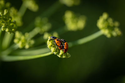 Close-up of insect on plant