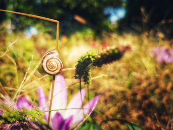 Close-up of snail on plant