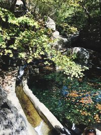 Plants growing by river in forest