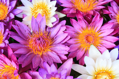 High angle view of pink flowering plants