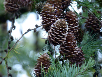 Close-up of pine cone on tree