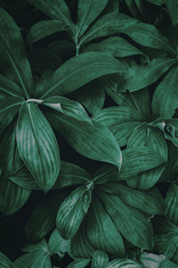 Full frame shot of green leaves