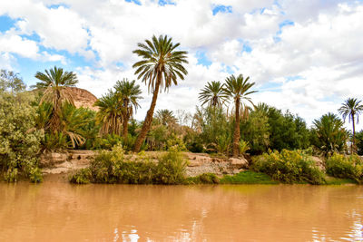 Palm trees by lake against sky