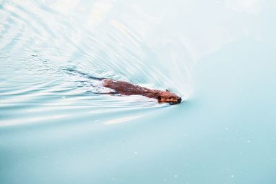 High angle view of beaver swimming in sea