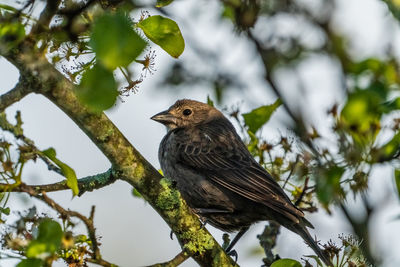 Bird perching on a tree