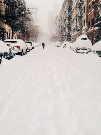 Snow covered trees