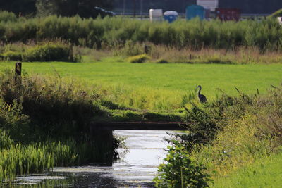 View of bird in lake