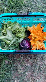 High angle view of plants in plastic