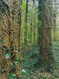 View of trees in forest