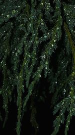 Close-up of wet pine tree