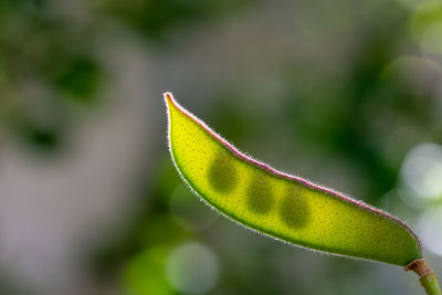 Close-up of plant with leaves