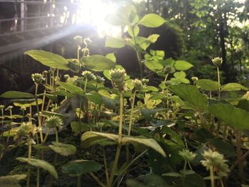 Close-up of plants growing in greenhouse