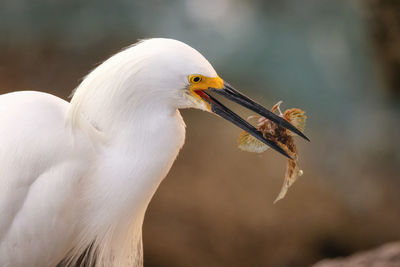 Close-up of a bird