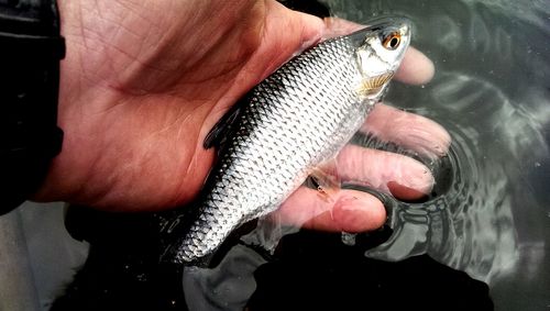 Close-up of hand holding fish in water