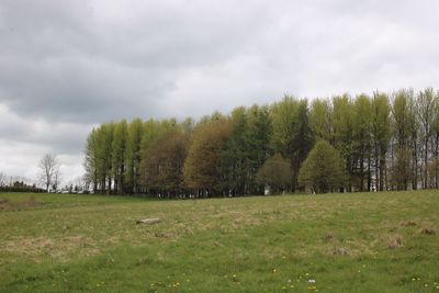 Trees on field against sky