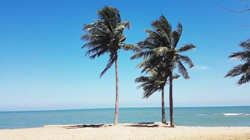 Palm trees on beach against sky