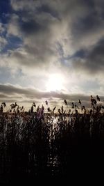 Plants growing on field against sky during sunset