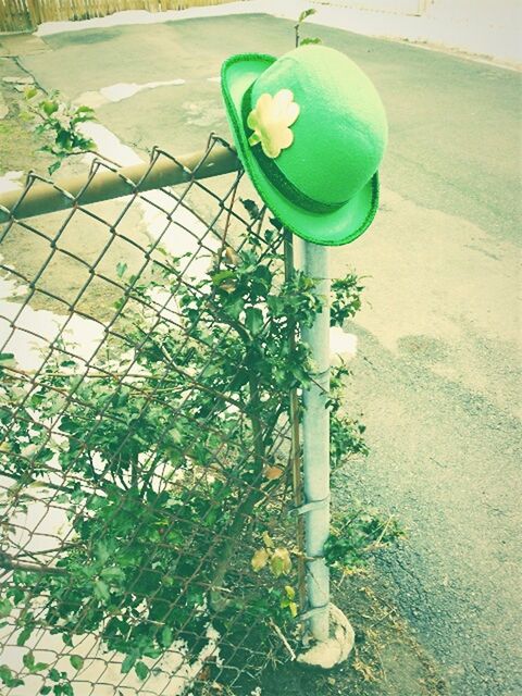 plant, flower, green color, growth, grass, sunlight, front or back yard, day, park - man made space, outdoors, lawn, no people, nature, fence, high angle view, white color, potted plant, fragility, shadow, field