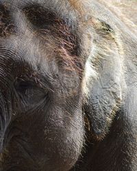 Full frame shot of elephant