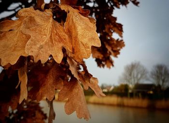 Close-up of dry maple leaves on tree against sky