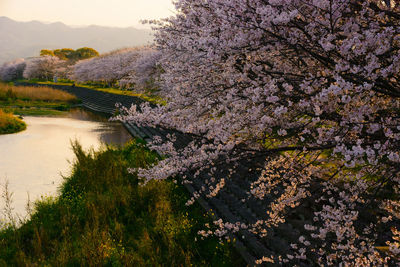 View of cherry blossom by river