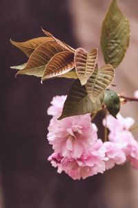 Close-up of pink cherry blossom on plant