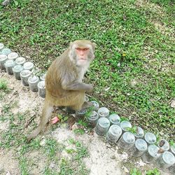 Portrait of a dog on field