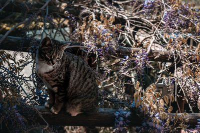 Cat sitting on a field