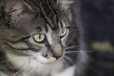 Close-up portrait of a cat