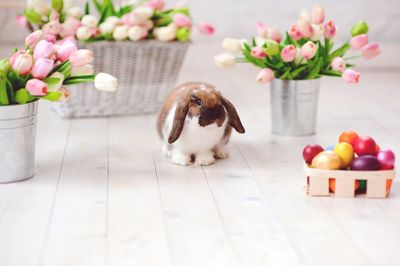 Rabbit sitting by tulips in container