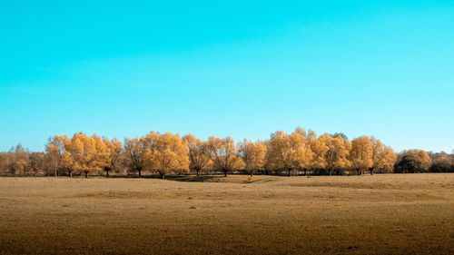 Trees on field against clear blue sky