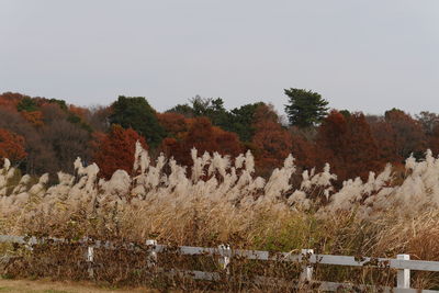 Trees on field against clear sky