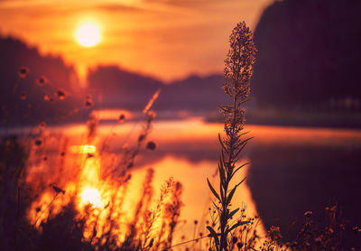 Close-up of silhouette plant against lake during sunset