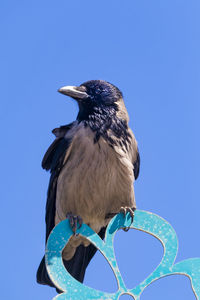 Low angle view of a raven resting on a street signe