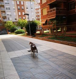 Portrait of dog on footpath against buildings in city