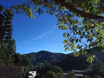 Low angle view of trees against blue sky