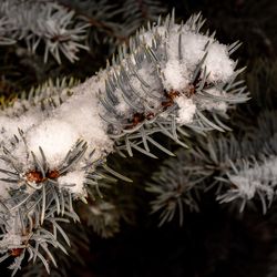 Close-up of insect on frozen plant