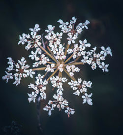 Close-up of white flowers in winter