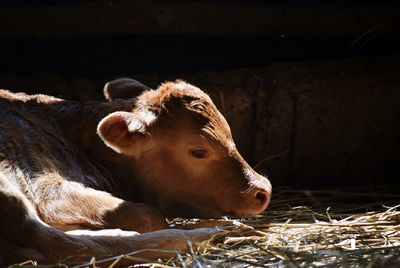 Cow looking away