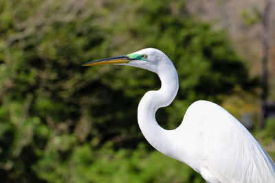 Close-up of a bird