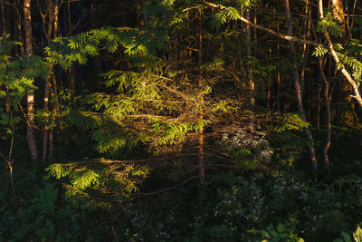 Trees by lake in forest