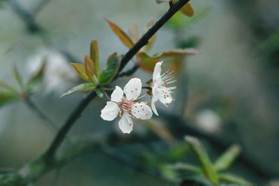 Close-up of white flowers blooming outdoors