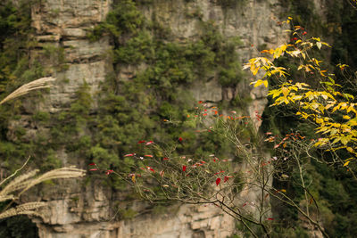 Close-up of flowering plants in forest