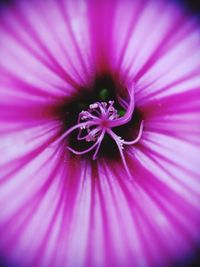 Close-up of pink flower