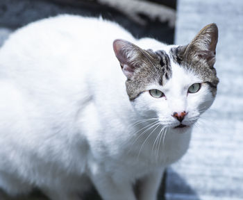 Close-up portrait of a cat