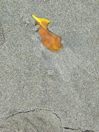 High angle view of lizard on leaf