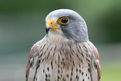 Close up portrait of a common kestrel 