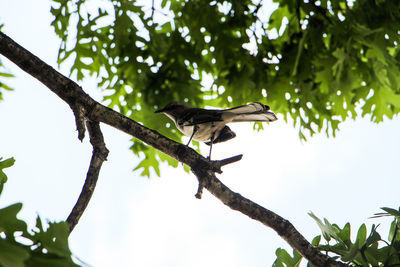 Low angle view of birds perching on branch