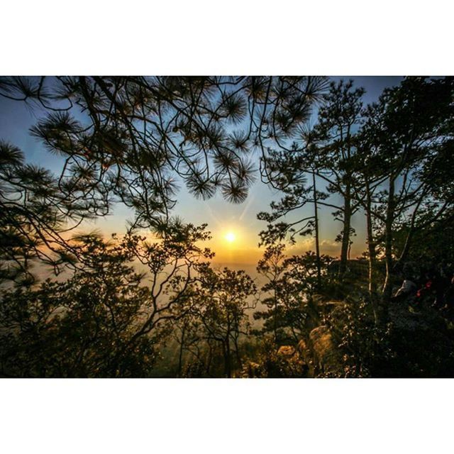 tree, sun, transfer print, tranquility, sunset, beauty in nature, silhouette, tranquil scene, growth, scenics, nature, sky, branch, auto post production filter, sunlight, low angle view, idyllic, forest, outdoors, back lit